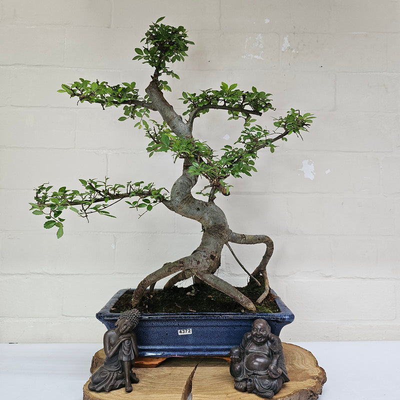 Chinese Elm (Ulmus Parvifolia) Bonsai Tree | Shaped | In 30cm Pot