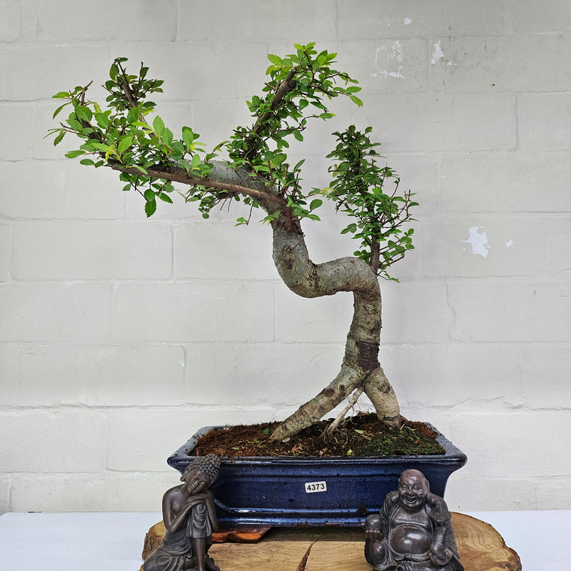 Chinese Elm (Ulmus Parvifolia) Bonsai Tree | Shaped | In 30cm Pot