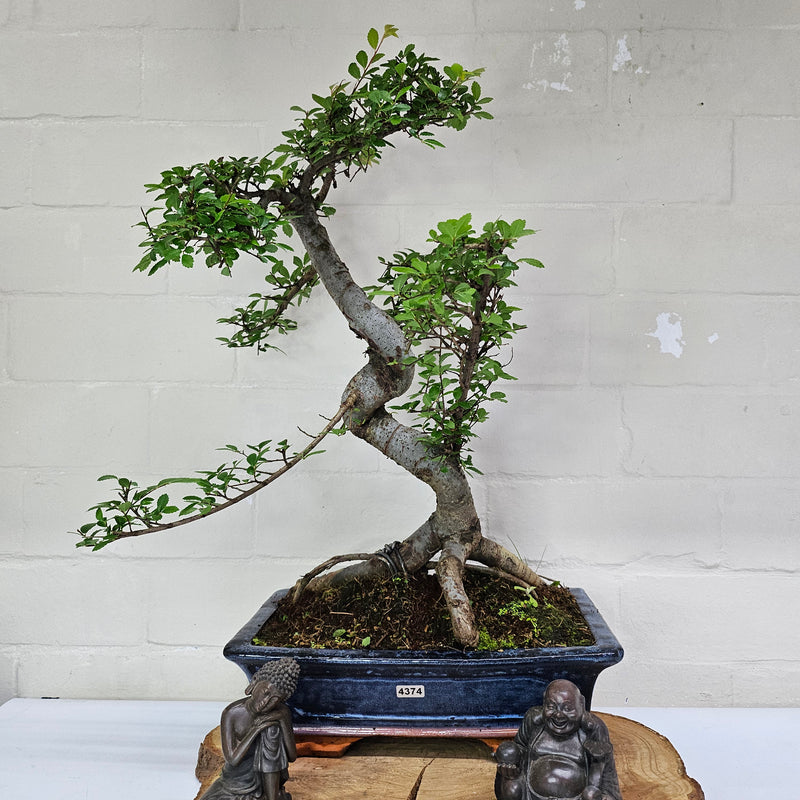 Chinese Elm (Ulmus Parvifolia) Bonsai Tree | Shaped | In 30cm Pot