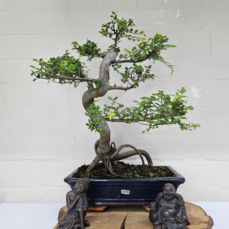 Chinese Elm (Ulmus Parvifolia) Bonsai Tree | Shaped | In 30cm Pot