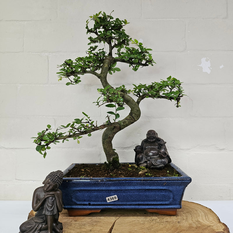 Chinese Elm (Ulmus Parvifolia) Bonsai Tree | Shaped | In 25cm Pot