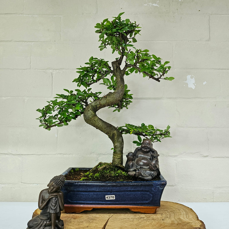 Chinese Elm (Ulmus Parvifolia) Bonsai Tree | Shaped | In 25cm Pot