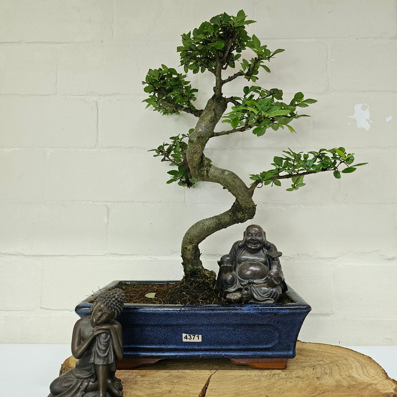 Chinese Elm (Ulmus Parvifolia) Bonsai Tree | Shaped | In 25cm Pot