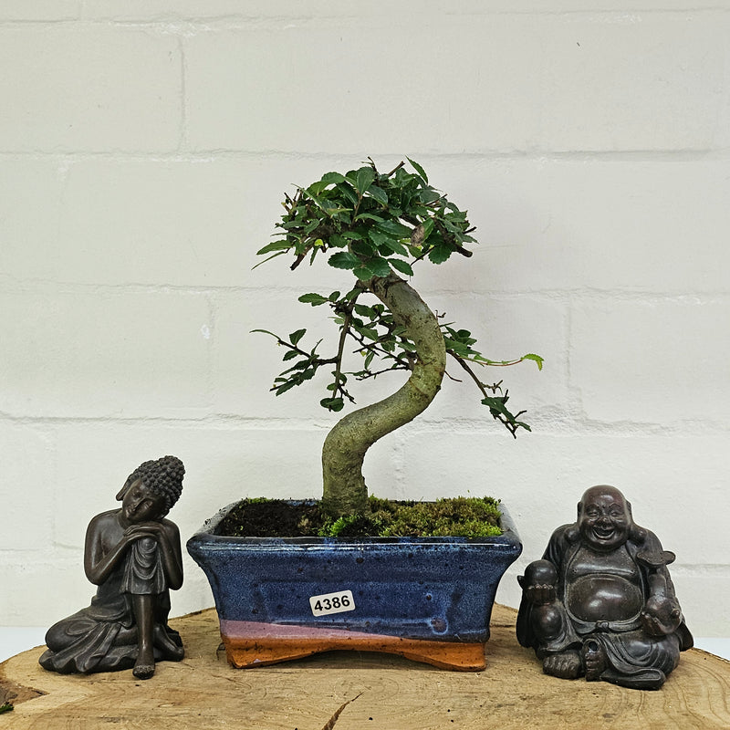 Chinese Elm (Ulmus Parvifolia) Bonsai Tree | Shaped | In 15cm Pot