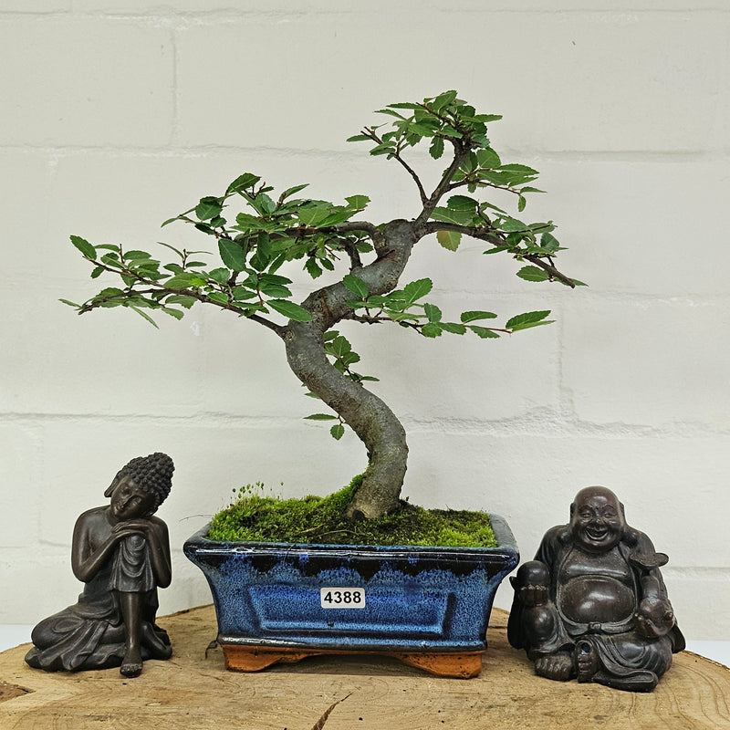 Chinese Elm (Ulmus Parvifolia) Bonsai Tree | Shaped | In 15cm Pot