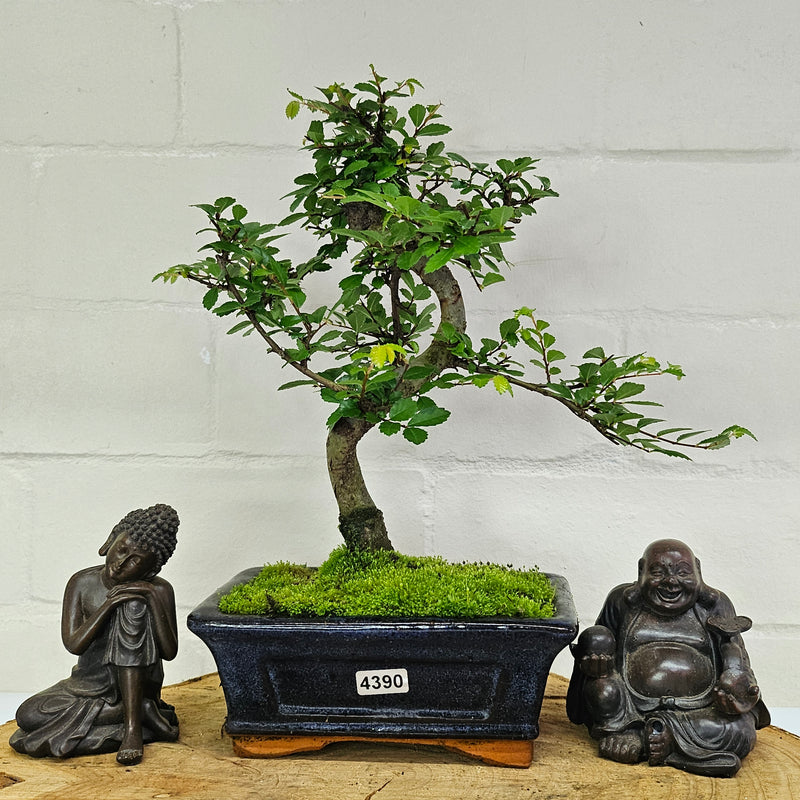 Chinese Elm (Ulmus Parvifolia) Bonsai Tree | Shaped | In 15cm Pot