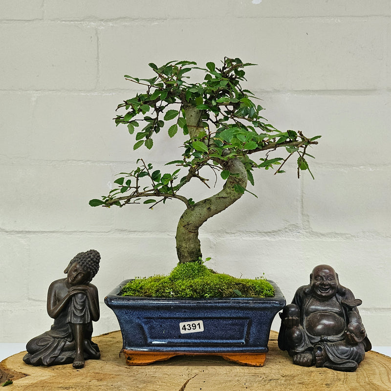 Chinese Elm (Ulmus Parvifolia) Bonsai Tree | Shaped | In 15cm Pot