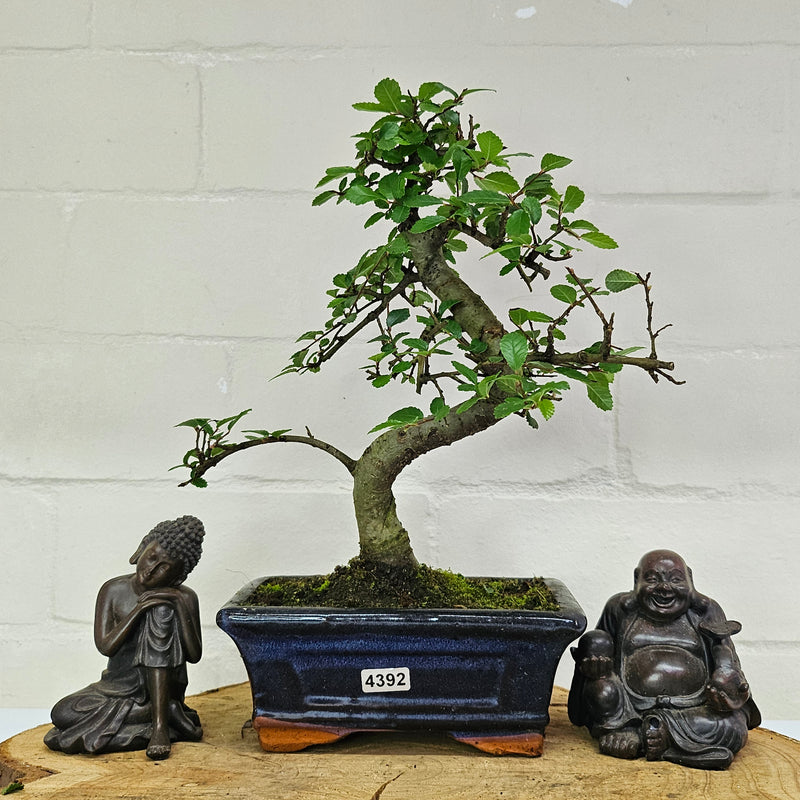 Chinese Elm (Ulmus Parvifolia) Bonsai Tree | Shaped | In 15cm Pot