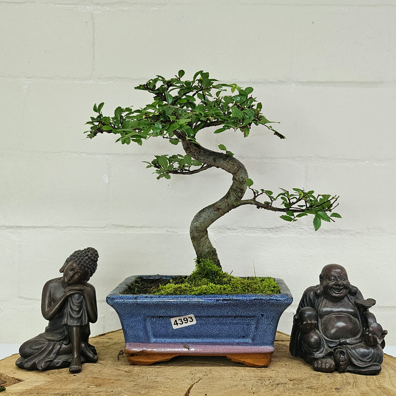 Chinese Elm (Ulmus Parvifolia) Bonsai Tree | Shaped | In 15cm Pot