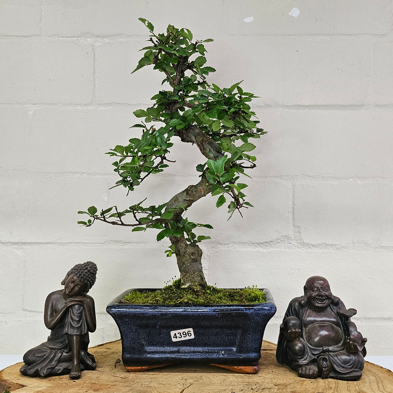 Chinese Elm (Ulmus Parvifolia) Bonsai Tree | Shaped | In 15cm Pot