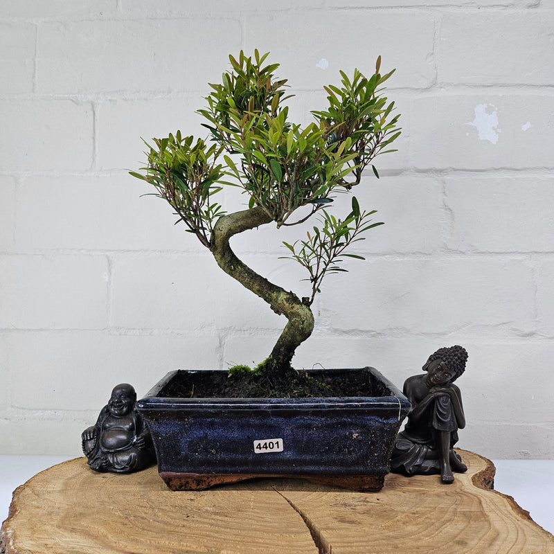 Brush Cherry (Syzygium) Bonsai Tree | Shaped | In 20cm Pot