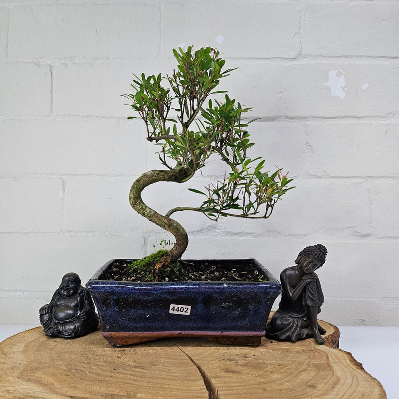 Brush Cherry (Syzygium) Bonsai Tree | Shaped | In 20cm Pot