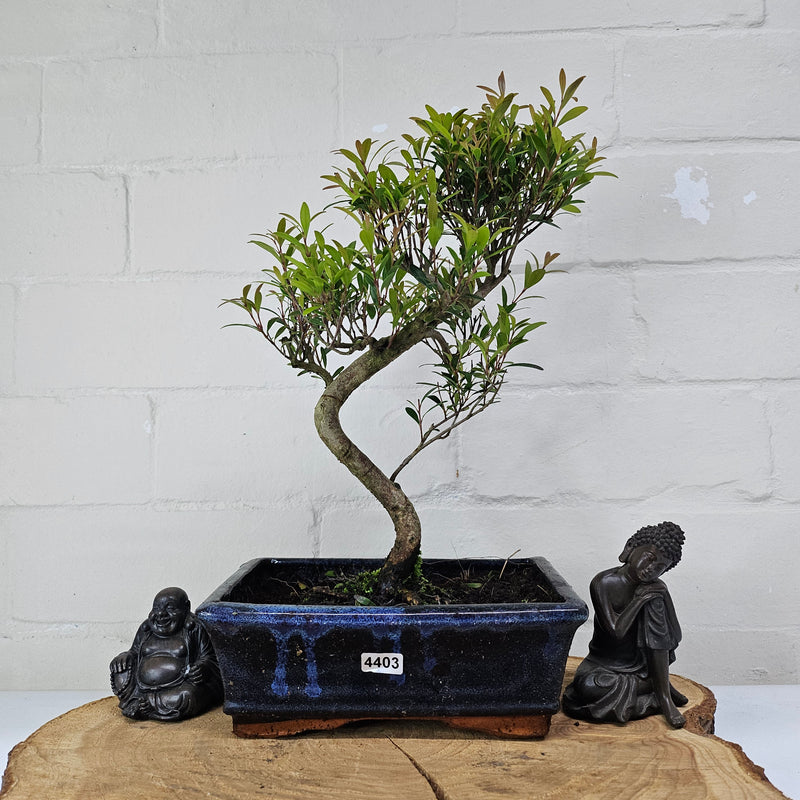 Brush Cherry (Syzygium) Bonsai Tree | Shaped | In 20cm Pot