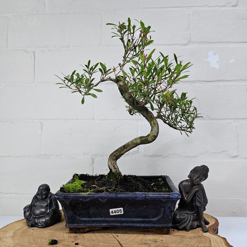 Brush Cherry (Syzygium) Bonsai Tree | Shaped | In 20cm Pot