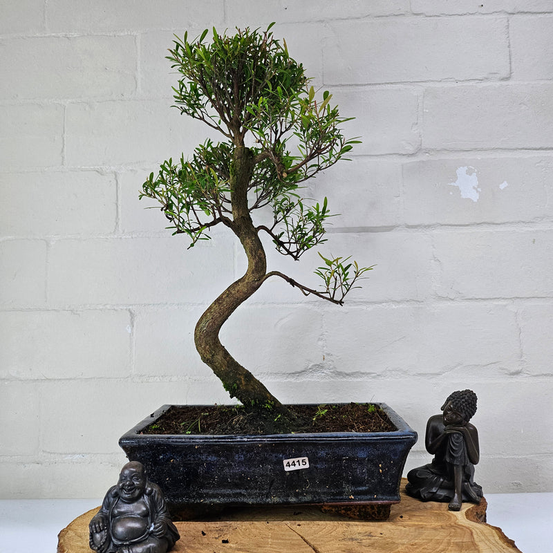 Brush Cherry (Syzygium) Bonsai Tree | Shaped | In 25cm Pot