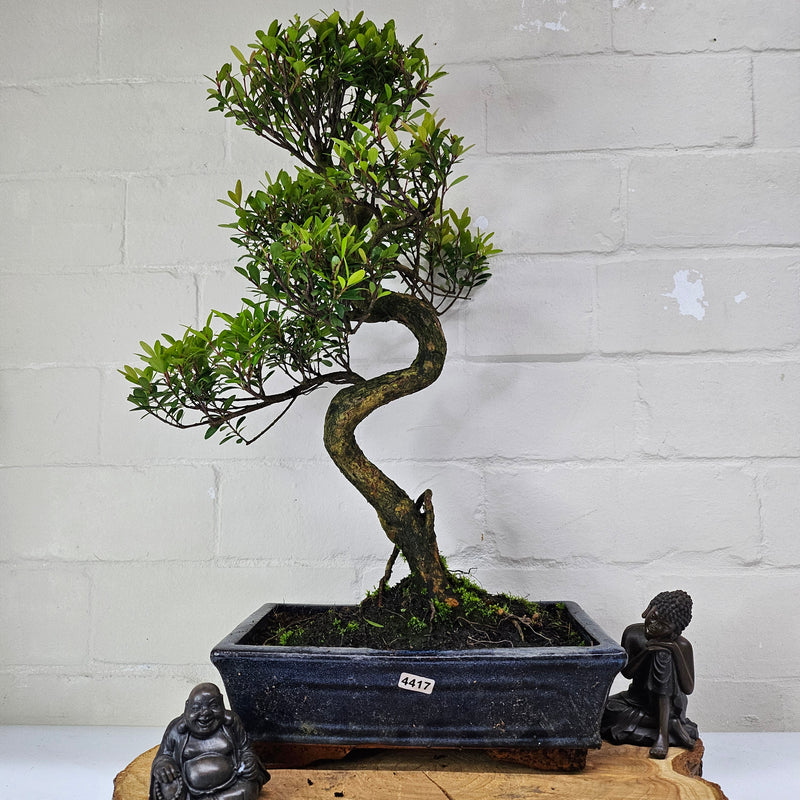 Brush Cherry (Syzygium) Bonsai Tree | Shaped | In 25cm Pot