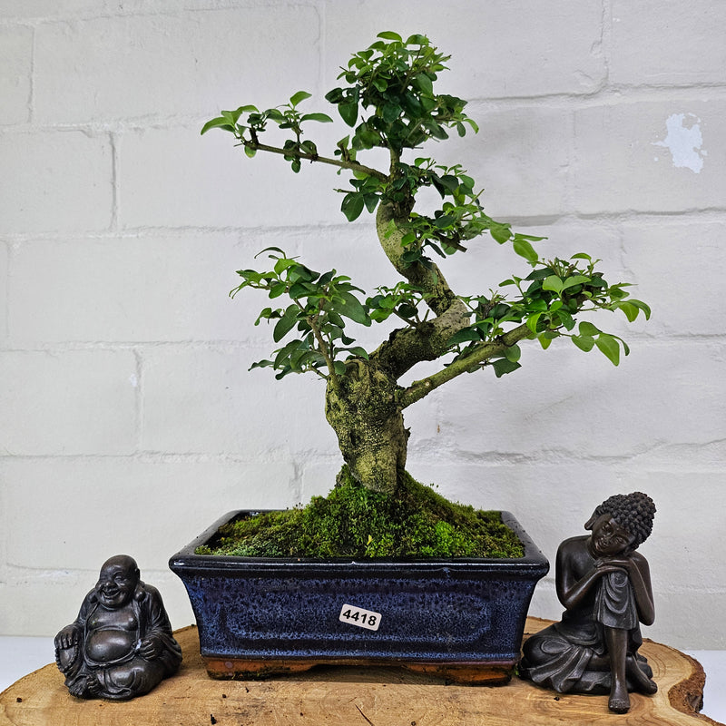 Chinese Privet (Ligustrum Sinense) Bonsai Tree | Shaped | In 20cm Pot