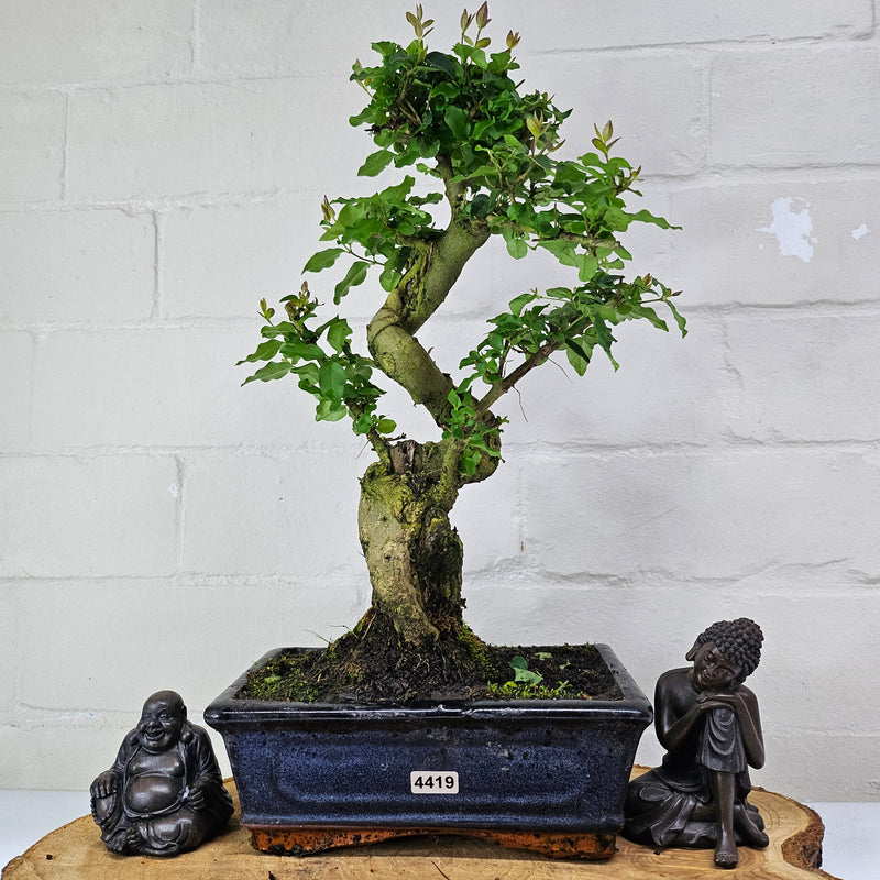 Chinese Privet (Ligustrum Sinense) Bonsai Tree | Shaped | In 20cm Pot