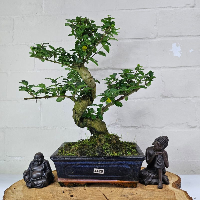 Chinese Privet (Ligustrum Sinense) Bonsai Tree | Shaped | In 20cm Pot