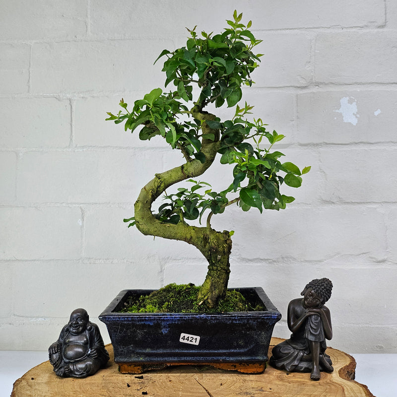 Chinese Privet (Ligustrum Sinense) Bonsai Tree | Shaped | In 20cm Pot