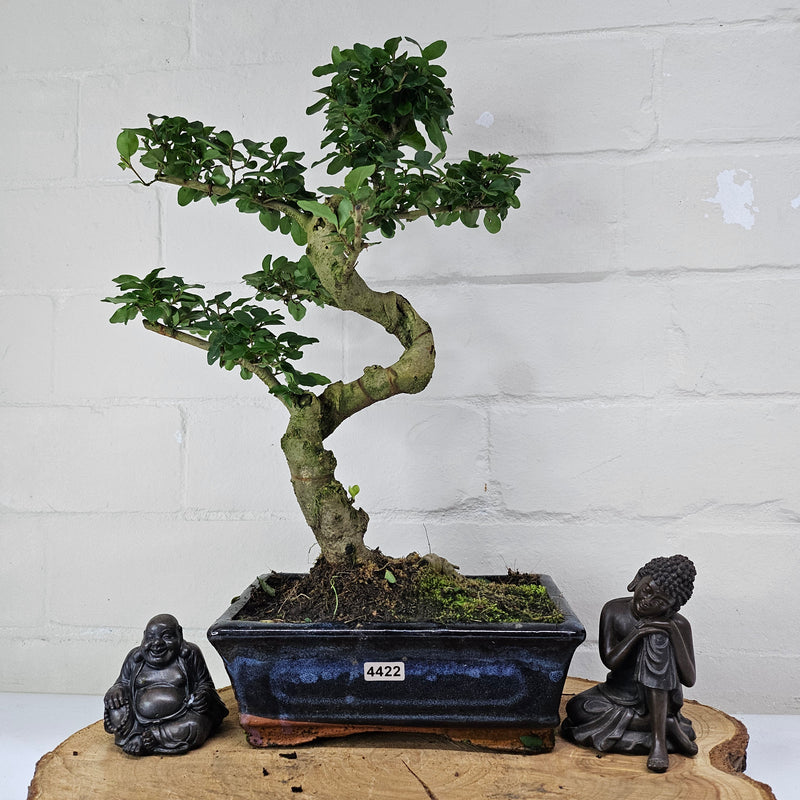 Chinese Privet (Ligustrum Sinense) Bonsai Tree | Shaped | In 20cm Pot