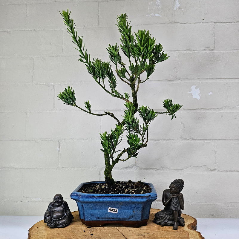 Buddhist Pine (Podocarpus Micro) Bonsai Tree | Shaped | In 20cm Pot