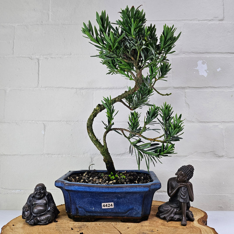 Buddhist Pine (Podocarpus Micro) Bonsai Tree | Shaped | In 20cm Pot