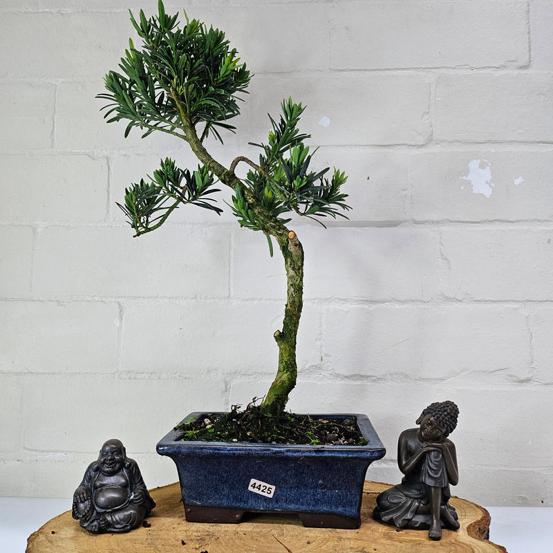 Buddhist Pine (Podocarpus Micro) Bonsai Tree | Shaped | In 20cm Pot