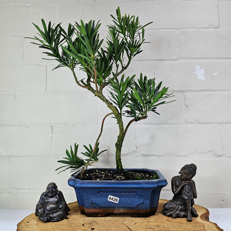 Buddhist Pine (Podocarpus Micro) Bonsai Tree | Shaped | In 20cm Pot