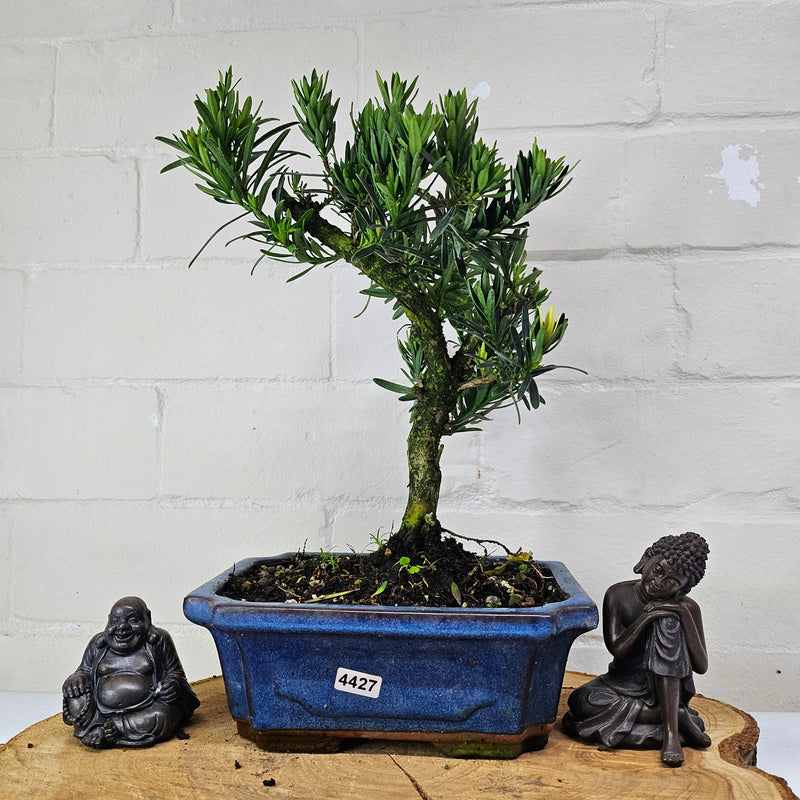 Buddhist Pine (Podocarpus Micro) Bonsai Tree | Shaped | In 20cm Pot