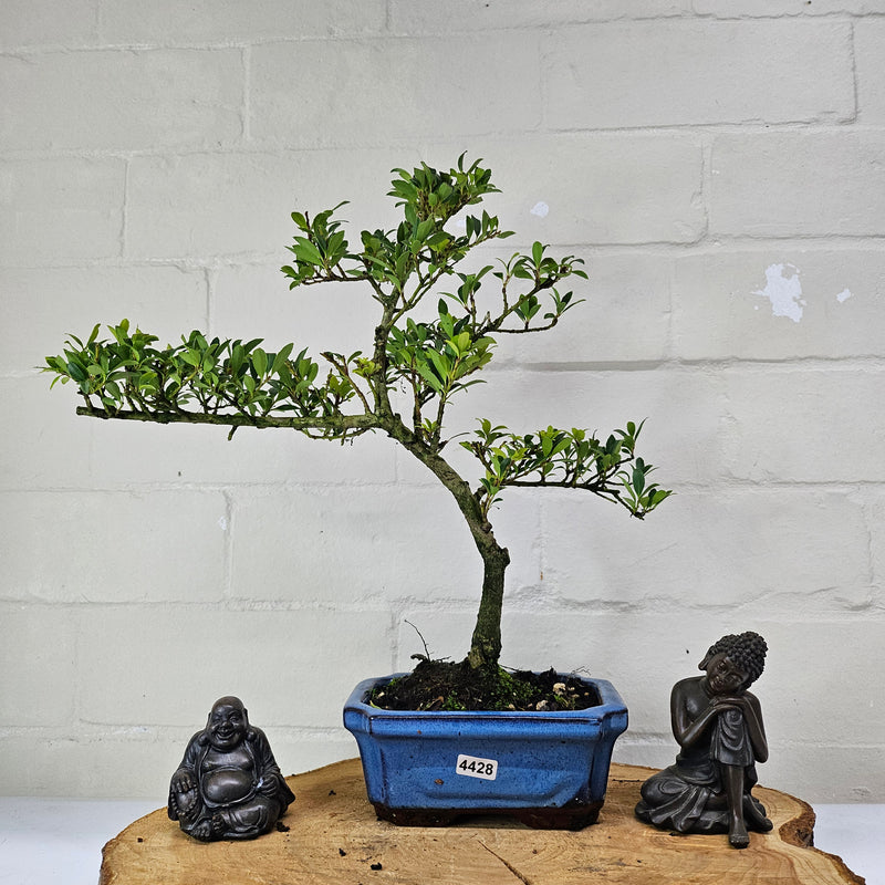 Japanese Holly (Ilex Crenata) Bonsai Tree | Shaped | In 15cm Pot