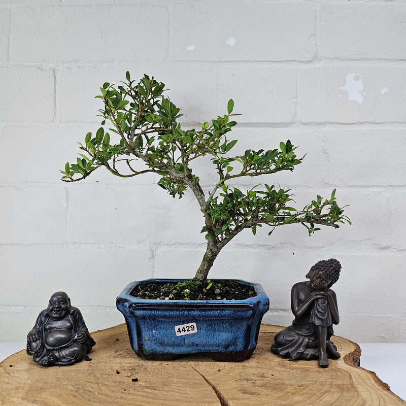 Japanese Holly (Ilex Crenata) Bonsai Tree | Shaped | In 15cm Pot