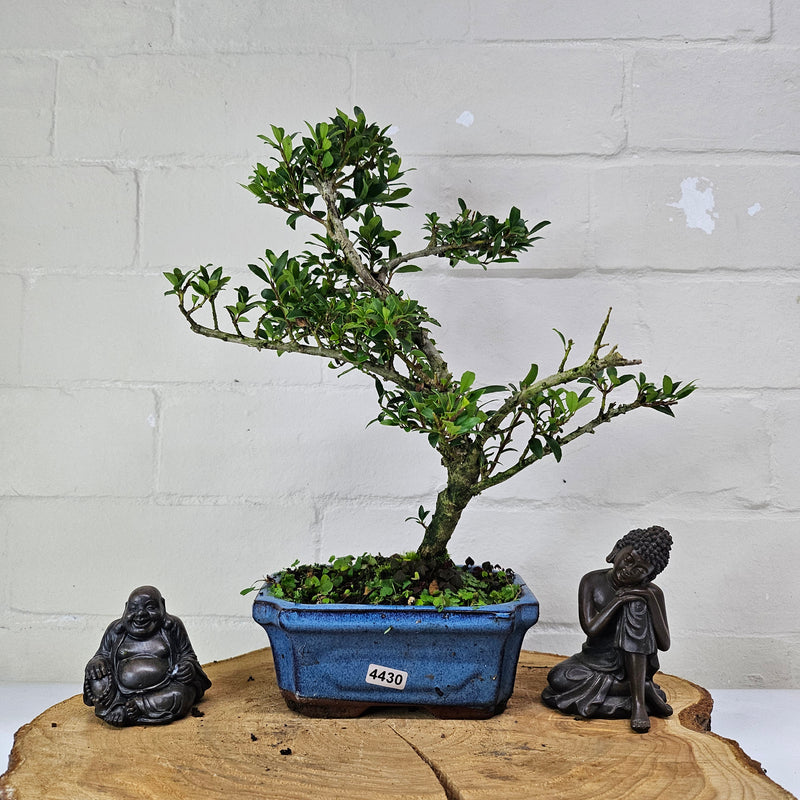 Japanese Holly (Ilex Crenata) Bonsai Tree | Shaped | In 15cm Pot