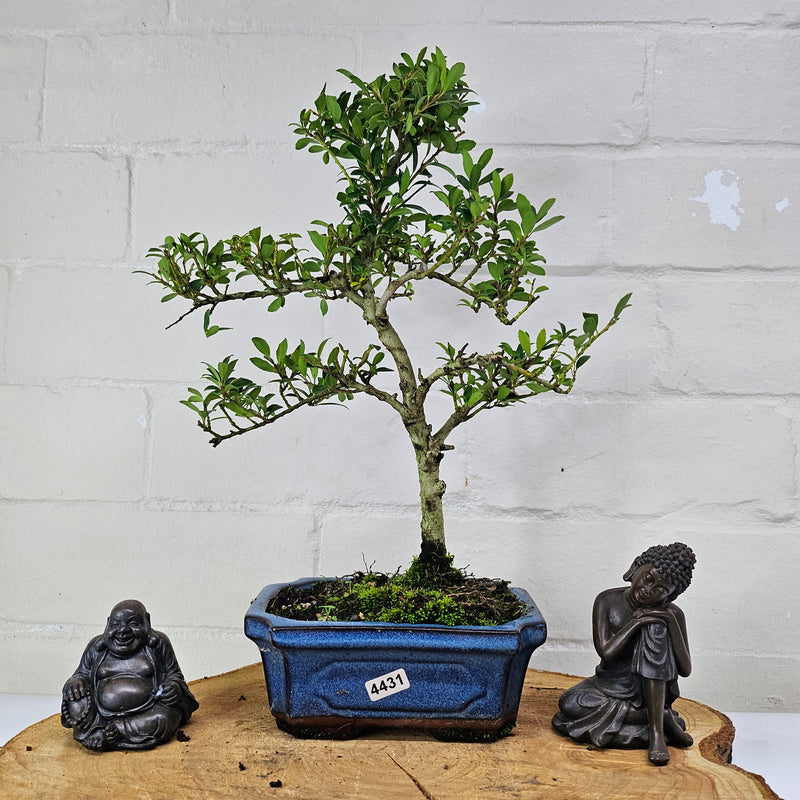 Japanese Holly (Ilex Crenata) Bonsai Tree | Shaped | In 15cm Pot