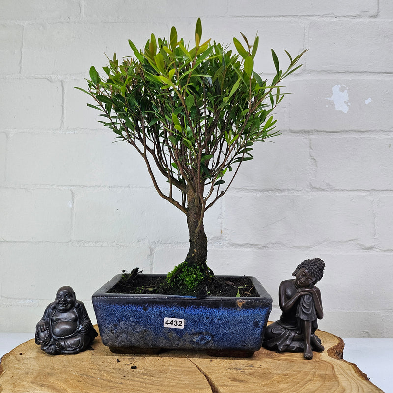 Brush Cherry (Syzygium) Bonsai Tree | Broom | In 20cm Pot