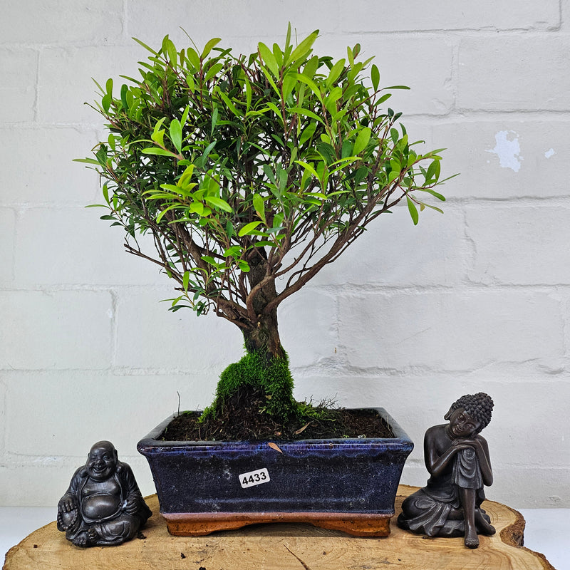 Brush Cherry (Syzygium) Bonsai Tree | Broom | In 20cm Pot