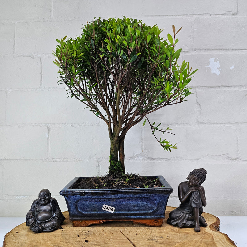 Brush Cherry (Syzygium) Bonsai Tree | Broom | In 20cm Pot