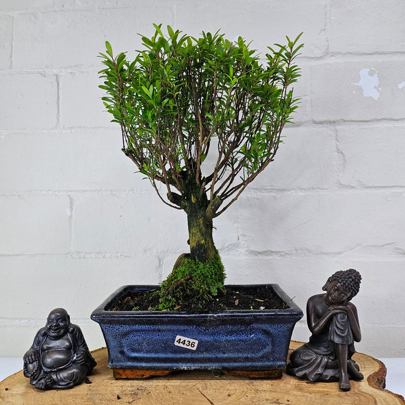 Brush Cherry (Syzygium) Bonsai Tree | Broom | In 20cm Pot