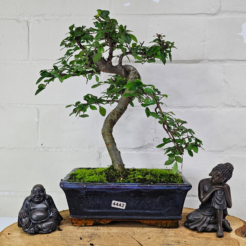 Chinese Elm (Ulmus Parvifolia) Bonsai Tree | Shaped | In 20cm Pot