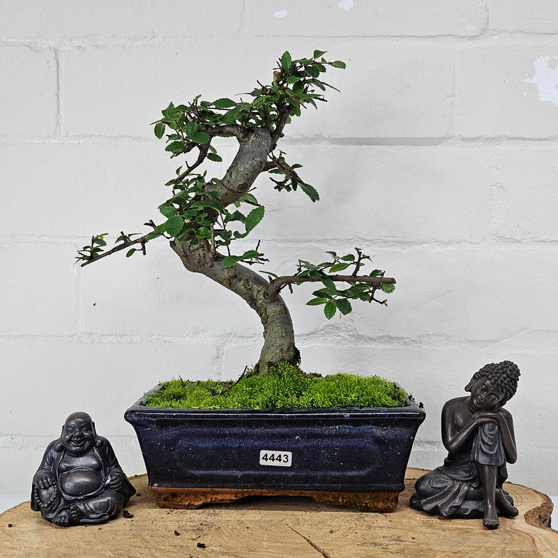 Chinese Elm (Ulmus Parvifolia) Bonsai Tree | Shaped | In 20cm Pot