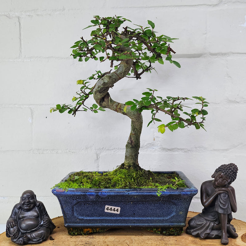 Chinese Elm (Ulmus Parvifolia) Bonsai Tree | Shaped | In 20cm Pot