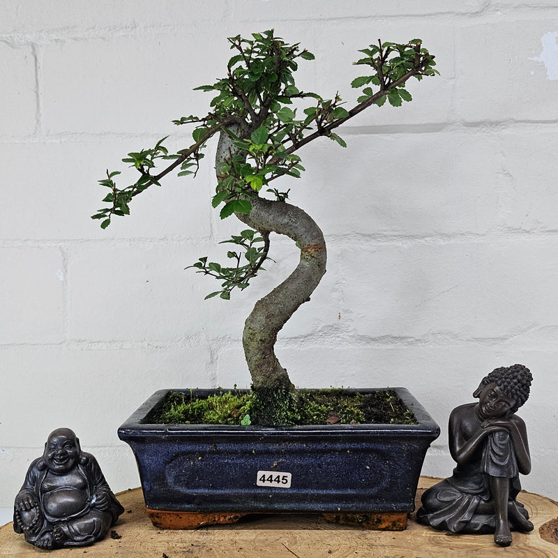 Chinese Elm (Ulmus Parvifolia) Bonsai Tree | Shaped | In 20cm Pot