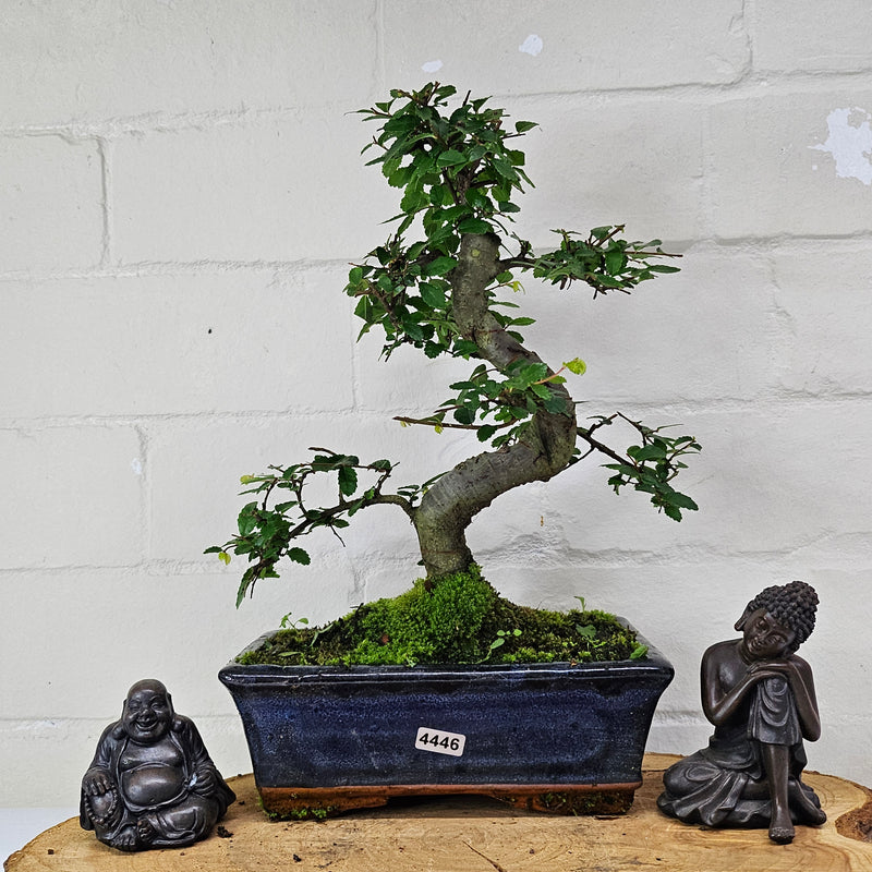 Chinese Elm (Ulmus Parvifolia) Bonsai Tree | Shaped | In 20cm Pot