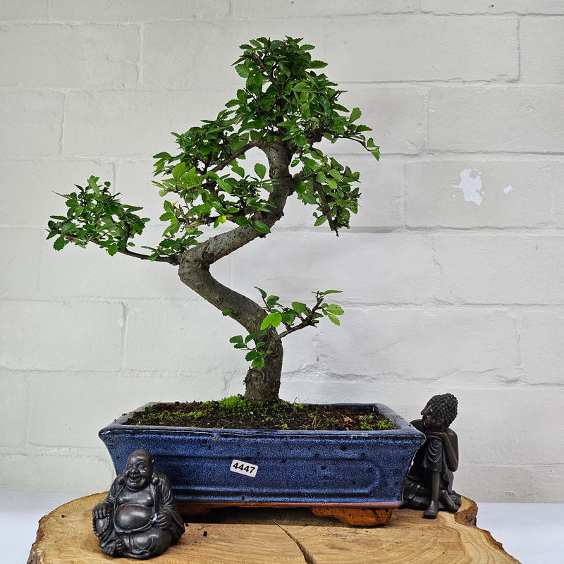 Chinese Elm (Ulmus Parvifolia) Bonsai Tree | Shaped | In 25cm Pot