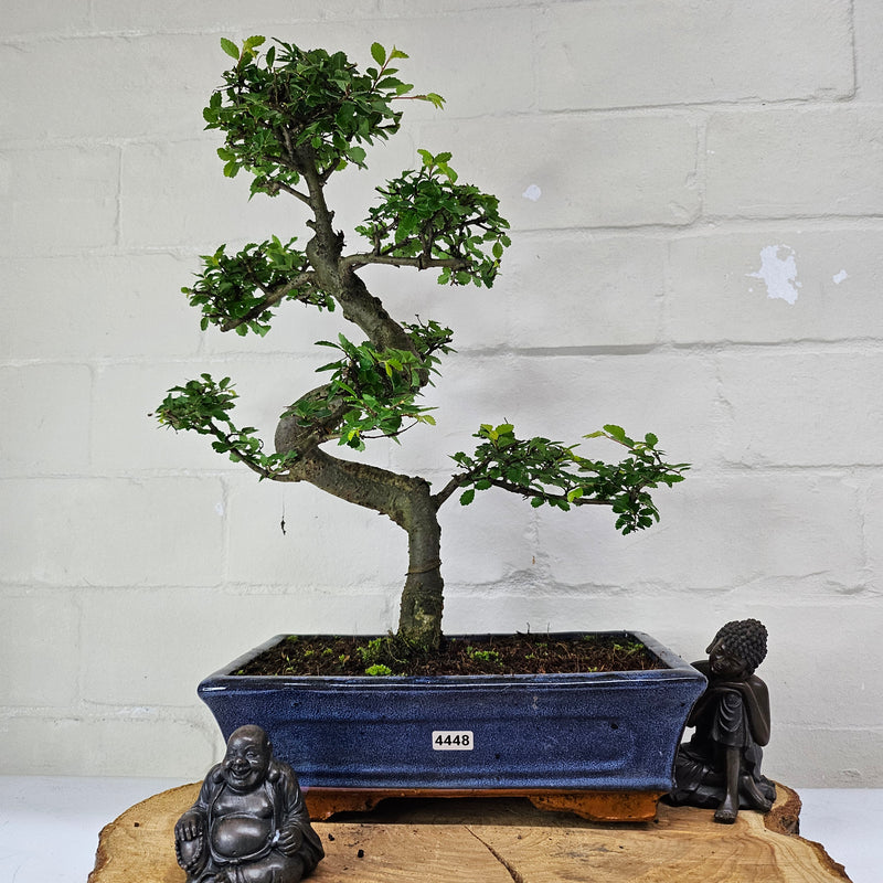 Chinese Elm (Ulmus Parvifolia) Bonsai Tree | Shaped | In 25cm Pot