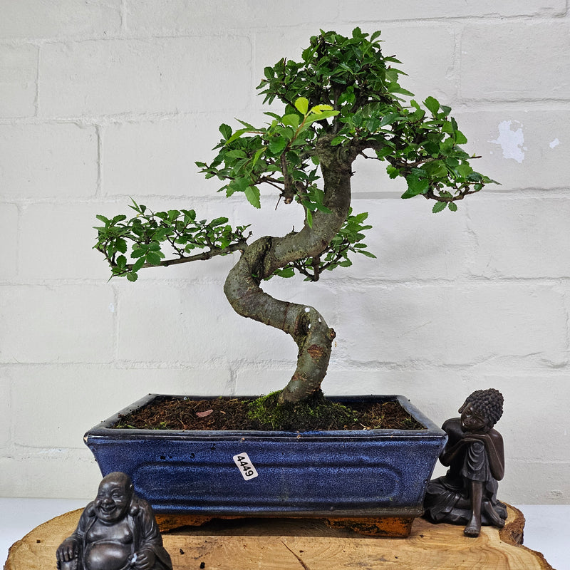 Chinese Elm (Ulmus Parvifolia) Bonsai Tree | Shaped | In 25cm Pot