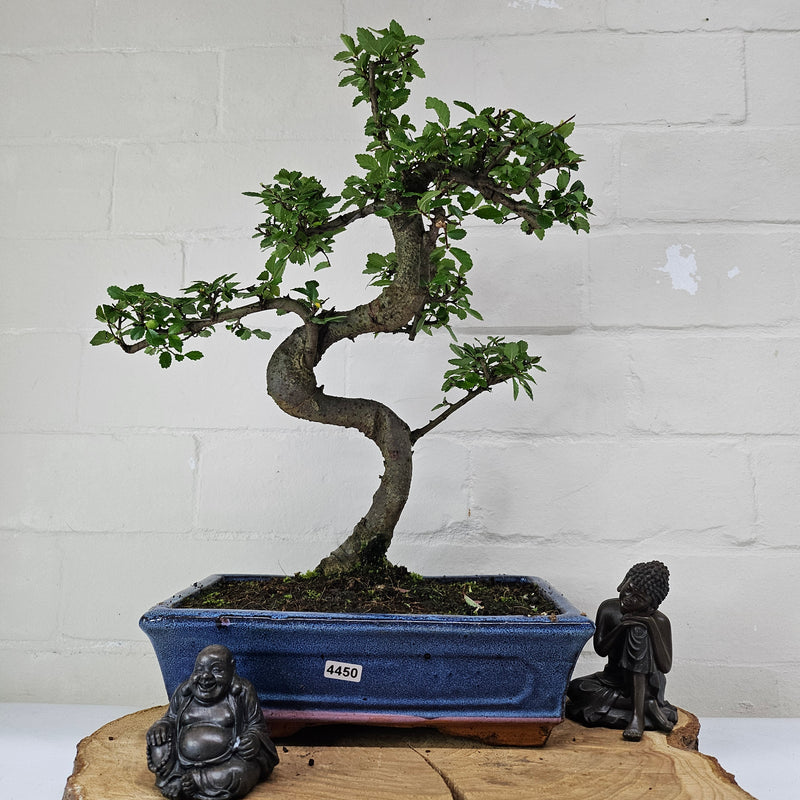 Chinese Elm (Ulmus Parvifolia) Bonsai Tree | Shaped | In 25cm Pot