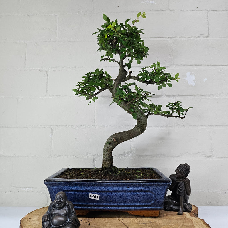 Chinese Elm (Ulmus Parvifolia) Bonsai Tree | Shaped | In 25cm Pot