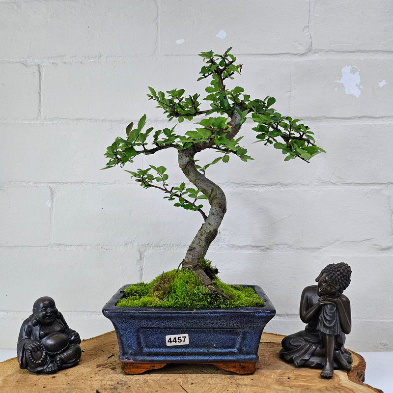 Chinese Elm (Ulmus Parvifolia) Bonsai Tree | Shaped | In 15cm Pot