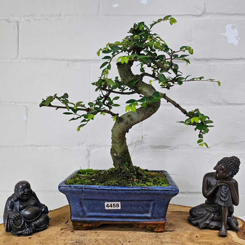 Chinese Elm (Ulmus Parvifolia) Bonsai Tree | Shaped | In 15cm Pot